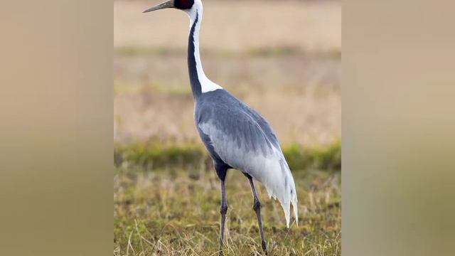 Цикл весенне-летних праздников ч.2/видео лекция смотреть онлайн