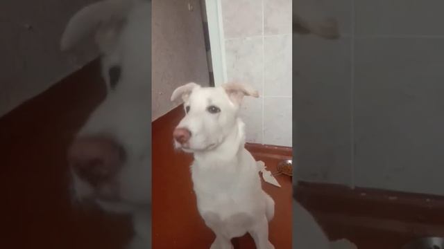 Сыкун Зефир🤣 смотреть онлайн
