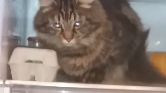 охрана не спит!!!!! хотел взять колбасу