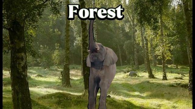 Elephant Sound Variations In 36 Seconds