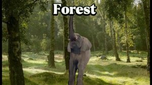 Elephant Sound Variations in 36 seconds