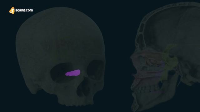 Palatine Bone | Cranial Osteology | Anatomy Lecture for Medical Students | V-Learning™ смотреть онлайн