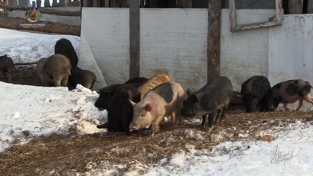 Мангалица. Встреча весной после длинной и холодной зимы, апрель 2021г.