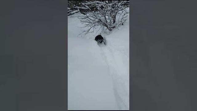 Куда залез?! 😂🤣