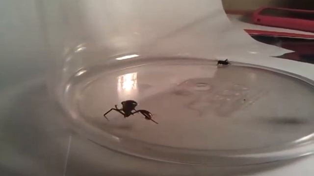 black widow spider being owned by some small insect смотреть онлайн
