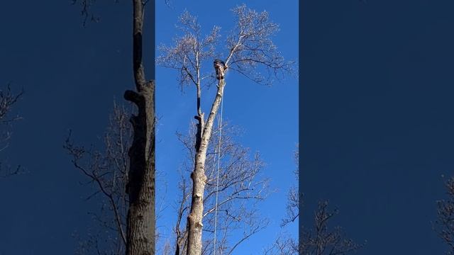 Smart saw tree service смотреть онлайн