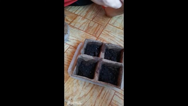 Как мы сажали помидоры дома смотреть онлайн