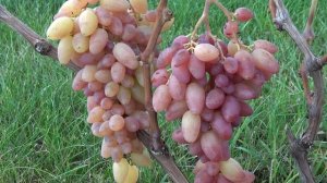 Виноград Артек