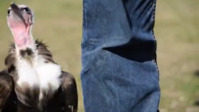 Gonzo's story, Imperial bird of prey academy. смотреть онлайн