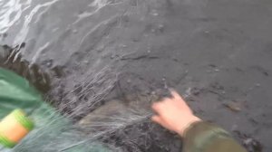первые трофеи сплавной сетью (поплавью)