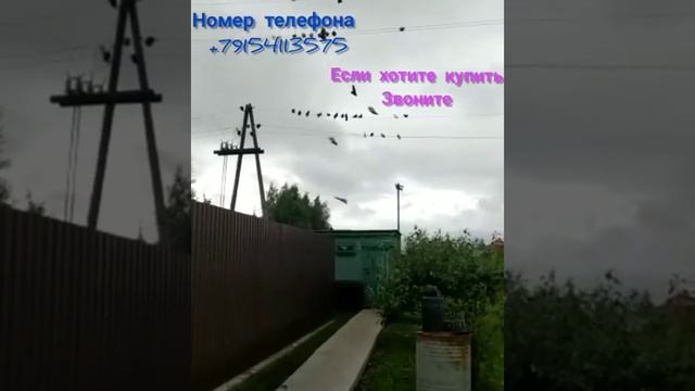 Николаевские голуби бабочка смотреть онлайн