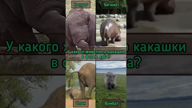 Какое животное какает в форме куба