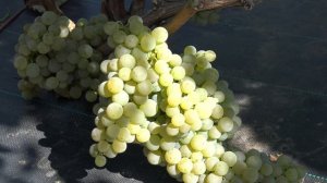Виноград Лакхеди Мезеш