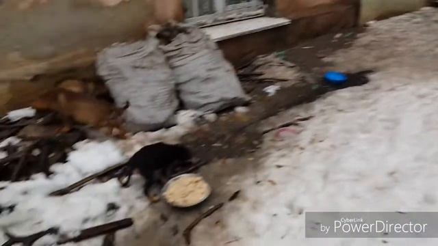 Кормим Голодных Красивых щеночков бездомных 5 штук смотреть онлайн