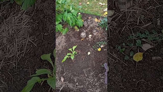 Микс бордер "Лунный бумеранг"