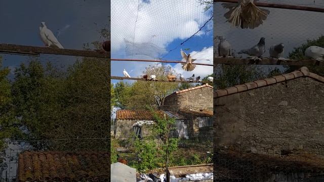 Узбекские и Бакинские голуби во Франции смотреть онлайн