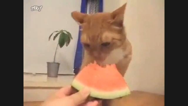 Кошка кушает арбуз это надо видить смотреть онлайн