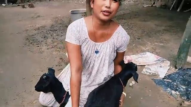 goat riding Desi style __ bakri ko juka kar sawari смотреть онлайн