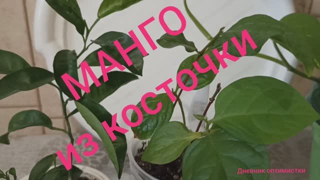МАНГО ИЗ КОСТОЧКИ и другие мои цветы смотреть онлайн