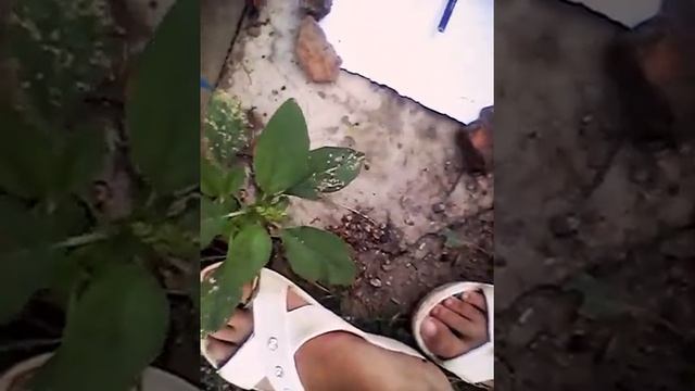 Вызаваем духа чарли !! Ужас он пришол кашмар !!! Странные звуки ........ смотреть онлайн