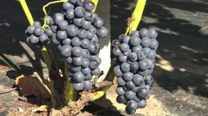Виноград Отрок