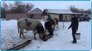 ВХОДИМ В ПРИВЫЧНЫЙ РИТМ РАБОТЫ, ДЕРЕВЕНСКАЯ ЖИЗНЬ ПРОДОЛЖАЕТСЯ