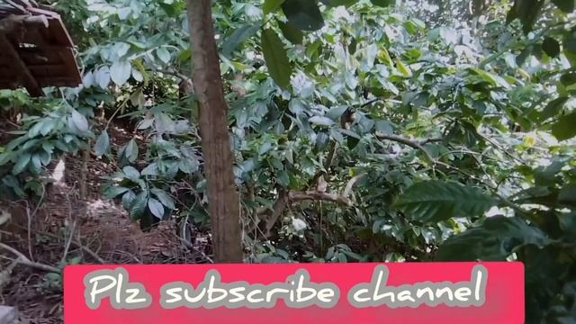 liju wayanad,150 cent with old house for sale in erumad#nilgiri#wayamad# смотреть онлайн