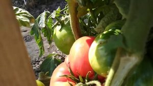 Томат Болгарское чудо