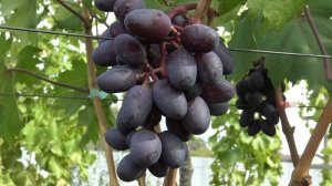 Виноград Эталон