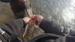 Осенний Хариус 2024