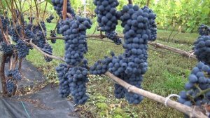 Виноград Леон мийо.