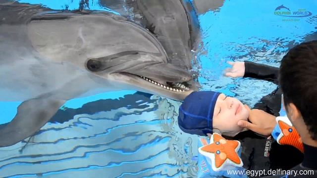 Dolphin therapy in Egypt (Makadi Bay) смотреть онлайн