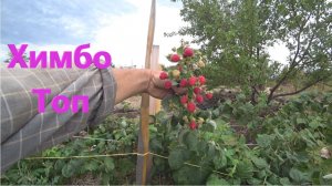 № 22   Ремонтантная малина малина Химбо топ, 21 июля г. Оренбург