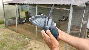 Николаевские голуби