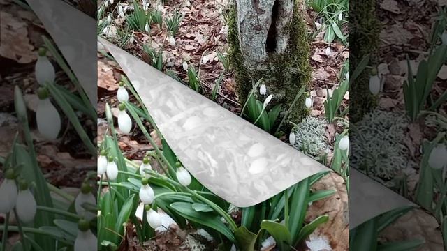 Подснежники Аю-Дага. 2022. смотреть онлайн