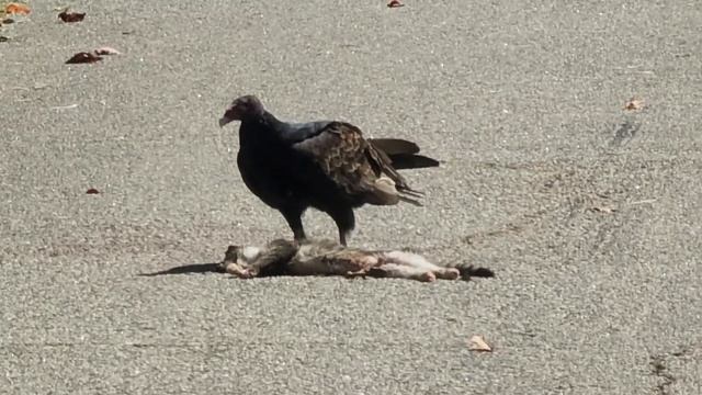 СТЕРВЯТНИКИ В ЮЖНОЙ КАРОЛИНЕ // США смотреть онлайн