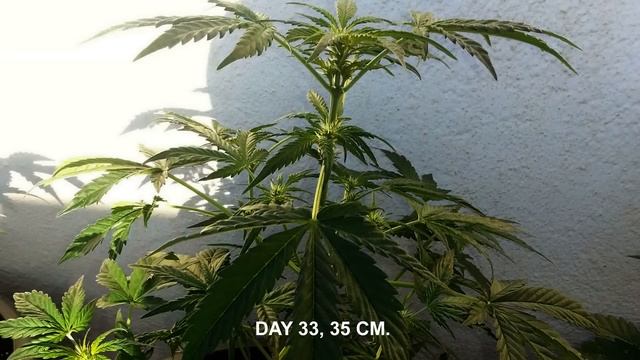 BLUEBERRY AUTOFLOWERING DAY TO DAY TRACKING WITH LOW POWER LIGHT, BULK SEED FROM GROWBARATO.NET. смотреть онлайн