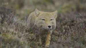 Тибетская лисица ловит пищух