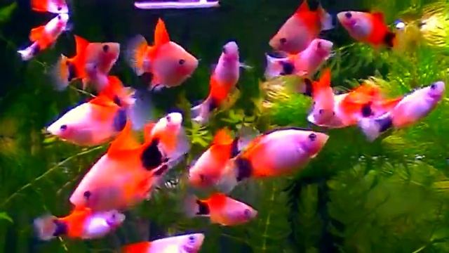 #Aquarium. Селекционная пецилия. смотреть онлайн