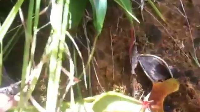Carnivorous Plants on Remote Filipino Mountaintop смотреть онлайн