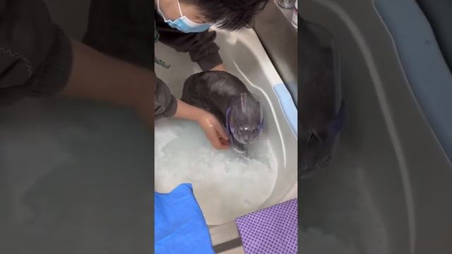 Bath Time Fun Cat's Hilarious Headgear Keeps Ears Dry смотреть онлайн