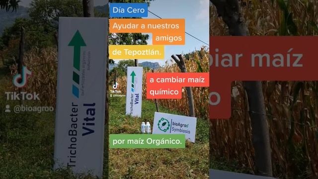 Cambiando Maíz químico por Maíz Orgánico. #agriculturarentable #agriculturaorganica #bioAgroo смотреть онлайн
