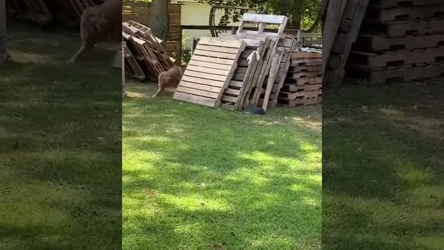 Курица гоняет собаку - смешное видео || A chicken chasing a dog смотреть онлайн