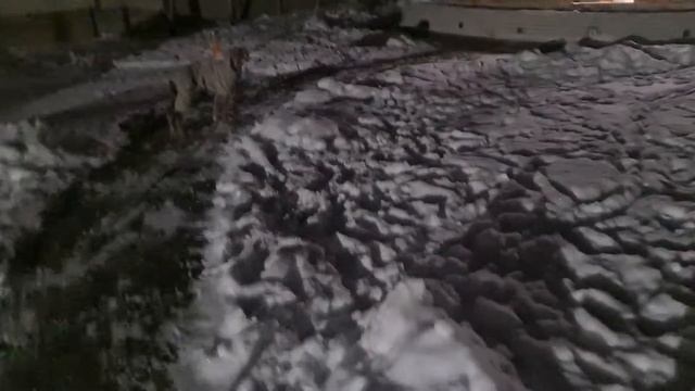 Mirold Weimaraner. Training on a leash and a leash out of hand смотреть онлайн