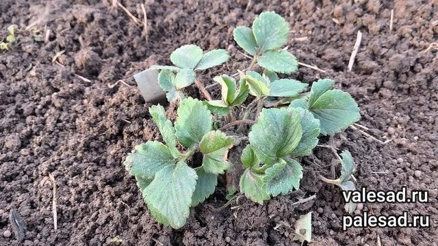 ВНОШУ ПОД КУСТ КЛУБНИКИ всего 1 удобрение весной и собираю отличный урожай сладкой клубники!