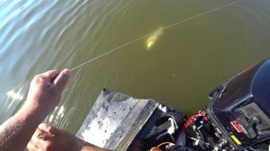 Как поймать судака на живца. Очень эффективная снасть.