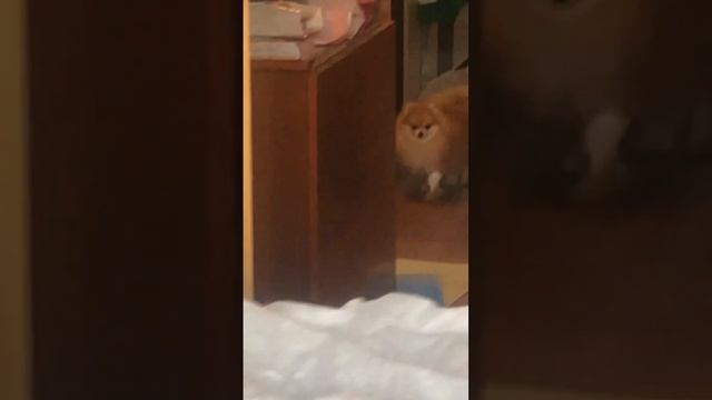 Моя собака заболела 😭😭😭 смотреть онлайн