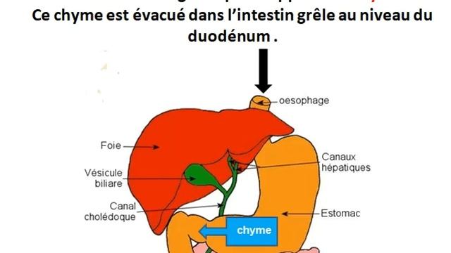 digestion et absorption ( traduit arabe - français) смотреть онлайн