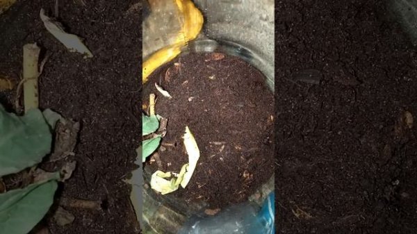 медведки в банке