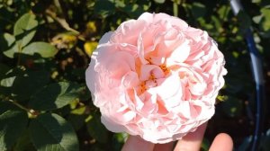 Роза японской селекции Psyche (Kimura Япония, 2014). Шраб